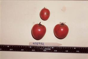 Click for 3 image(s) for this accession. FRUIT